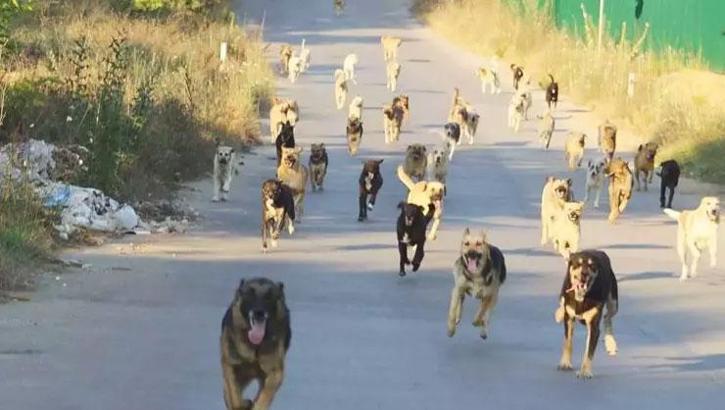Başıboş köpek sorunu nasıl çözülecek? Önemli bir adım atılmış durumda
