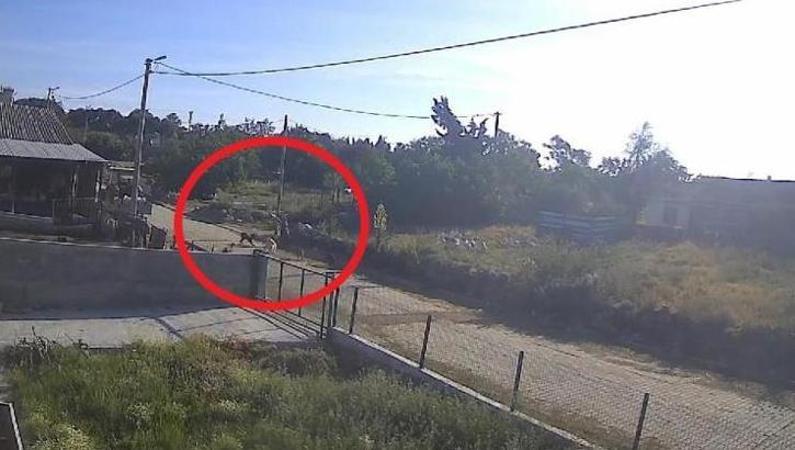 Başıboş köpek dehşeti kamerada! Kadın çığlıklar içinde yerde kaldı