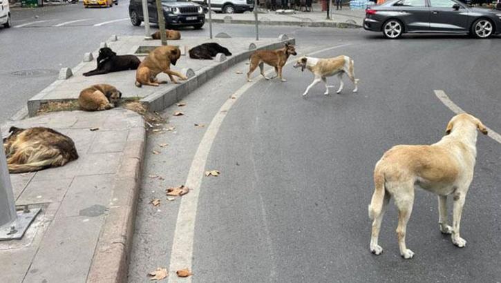 Sokak hayvanları teklifi komisyonda! Kaybettiği kızının ayakkabılarını havaya kaldırarak tepki gösterdi