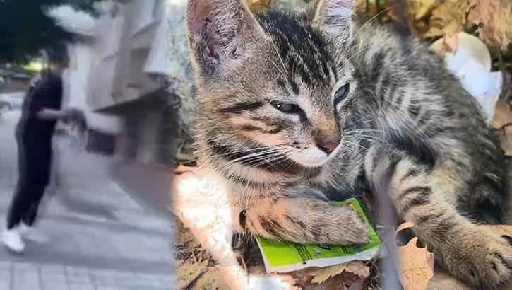 Yolda gördüğü kediyi balkona fırlattı arkadaşı da o anları kaydetti