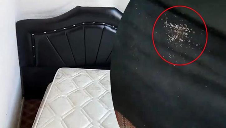 Antalya'nın kabusu oldu! Turistler valizlerinde getiriyor: Kan emerek yaşıyor