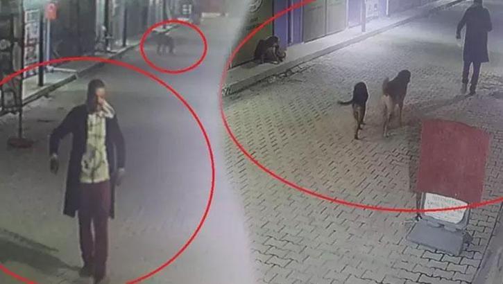 Hatay'da dehşete düşüren görüntü! 3 köpeğe parçalattı