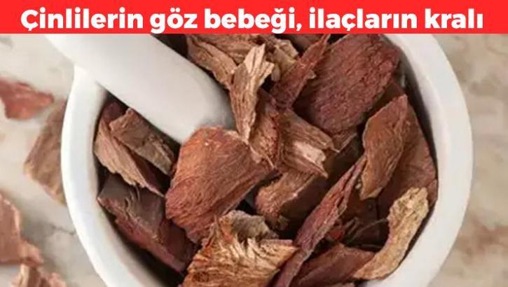 İlaçların kralı olarak biliniyor! Yiyenin bağırsaklarını boşaltıp, öksürüğünü bıçak gibi kesiyor! Çinlilerin göz bebeği