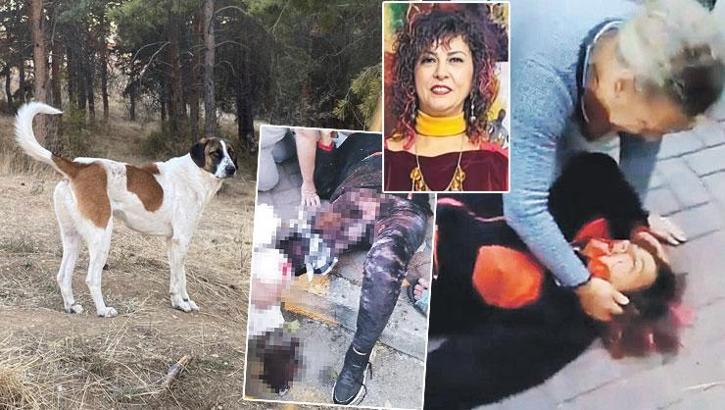Sokak köpekleri profesöre saldırdı