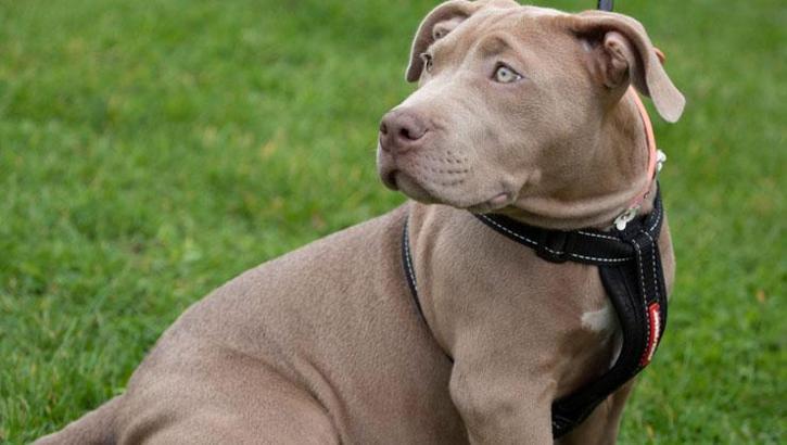 XL Bully yasağı 1.1 milyar TL'ye mal oldu