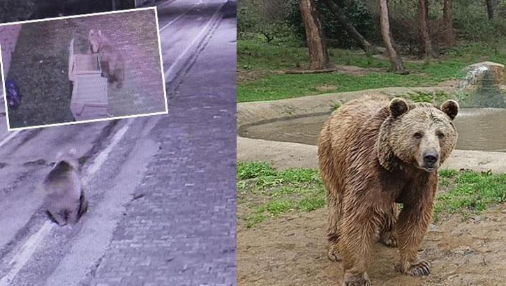 Ayı firar etti, bölge halkı alarmda! Anons üstüne anons yapılıyor