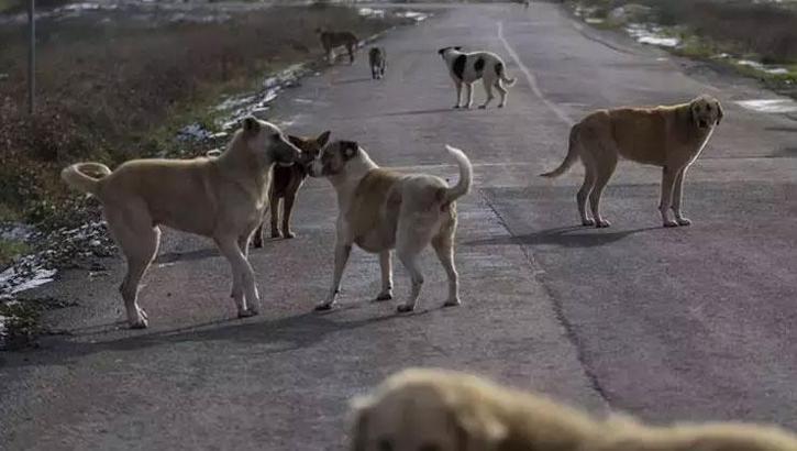 İstanbul Valiliği'nden sokak hayvanları ile ilgili genelge! Son gün 17 Mart