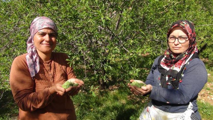 Yılın ilk hasadı yapıldı, kilosu 200 liradan alıcı buluyor! Dubai’ye bile ihraç ediliyor