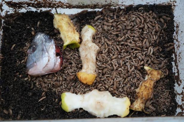 Atıkla beslenen böcek! Tarımda yeni dönem başlayabilir