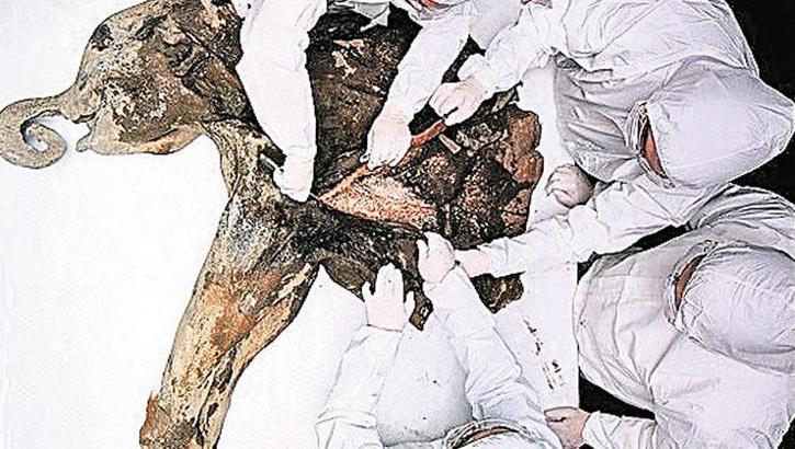‘Mamut Çiçeği’ salgını riski