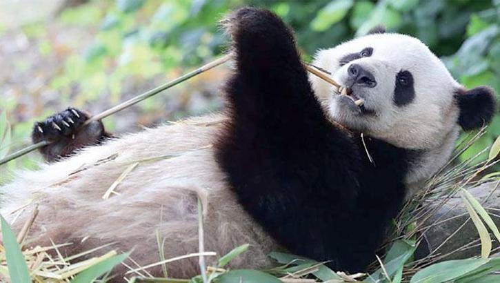 Avusturya’ya iki dev panda