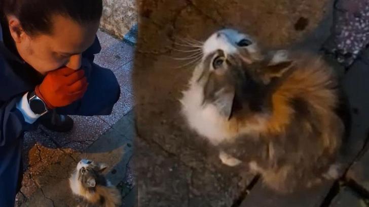 Anne kedinin çaresiz anları! Teslim edip, izledi
