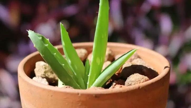 Saksıda çiçek bakımı nasıl olur? Evde doğal dekorasyon için öneriler