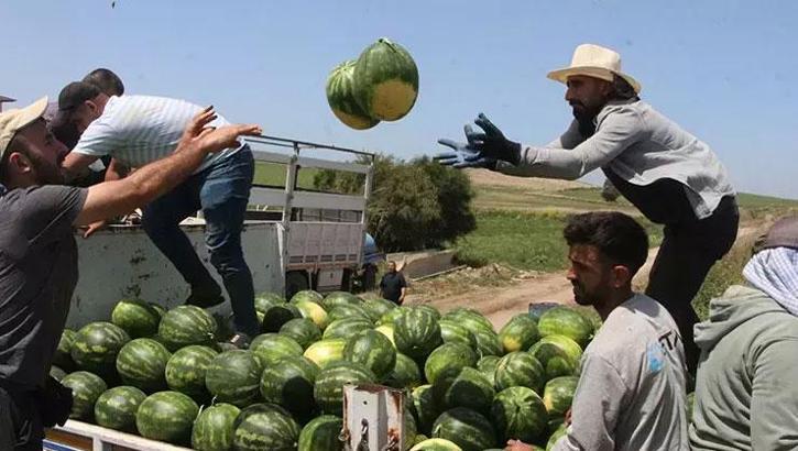 Kapuzda ilk hasat yapıldı... İşte tarladaki kilogram fiyatı