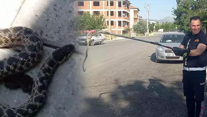 Kentlerde alarm! Yılanlar her yeri sardı