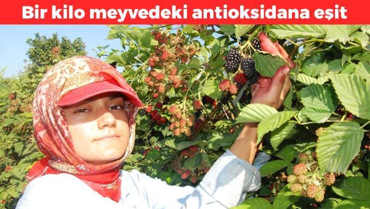 Bir kilo meyvedeki antioksidana eşit! Kansere karşı koruyucu kalkan oluşturuyor: Damar sertleşmesini engelliyor, kolesterolü damardan siliyor