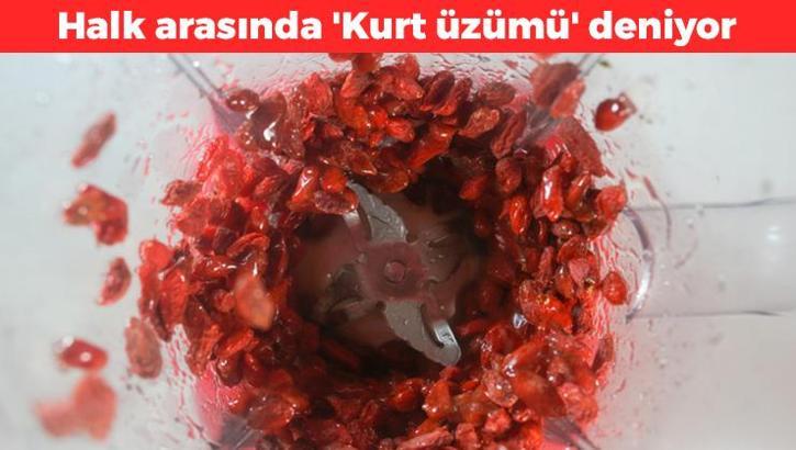 Halk arasında 'Kurt üzümü' deniyor! Japonlar avuç avuç yiyor: Kolesterolü damardan yağ çözücü gibi söküyor, kan şekerini terazi gibi dengeliyor