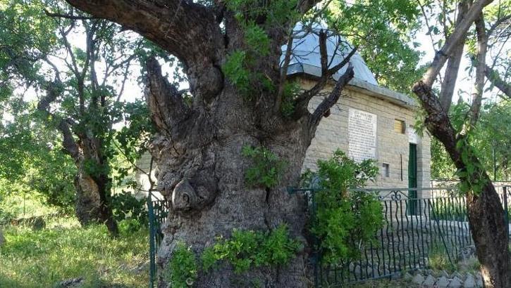 Tam 800 yaşında! Malatya'da zamana direniyor: Geçmişin şahidi olarak görülüyor