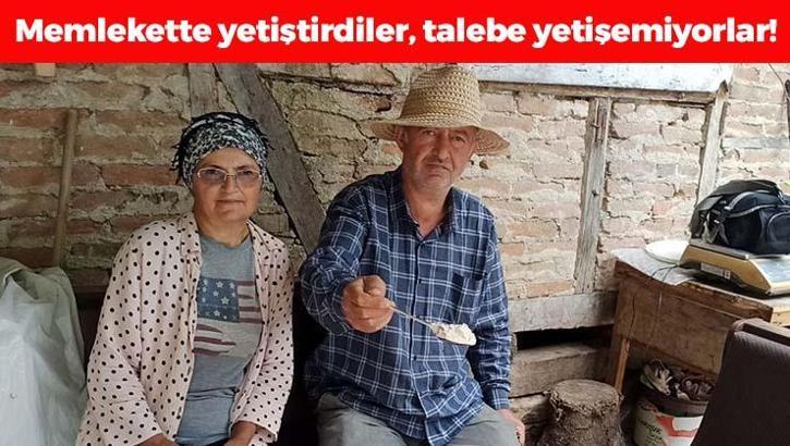 İstanbul'dan memlekete döndüler, 10 dönümlük arazide yetiştirip satıyorlar! 'Taleplere yetişemiyoruz'