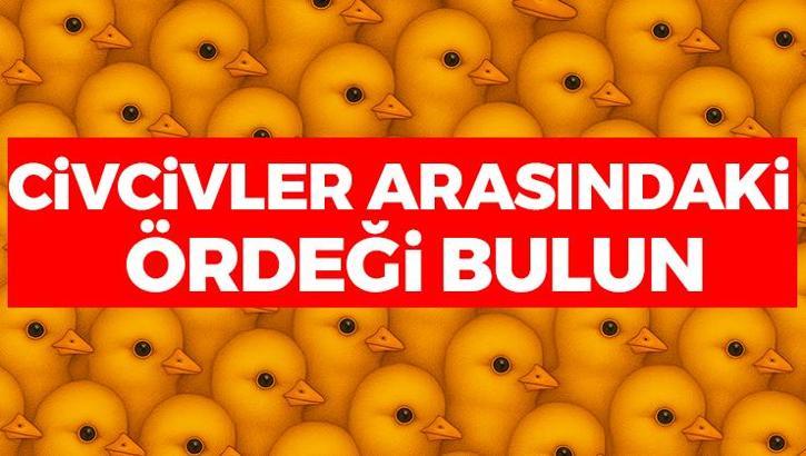 Civcivler arasına gizlenmiş ördeği bulun! Yalnızca dahiler 8 saniye içerisinde bulabiliyor