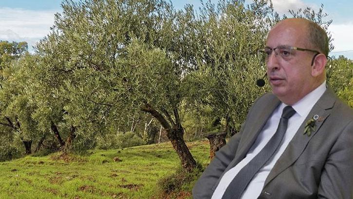 Prof. Dr. Özkaya: Zeytinlikler zarar görmeden taşınabilir