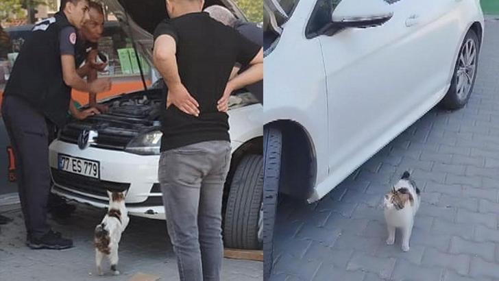 Saatlerce yavrularının kurtarılmasını bekledi! Anne kediden duygusal hareket