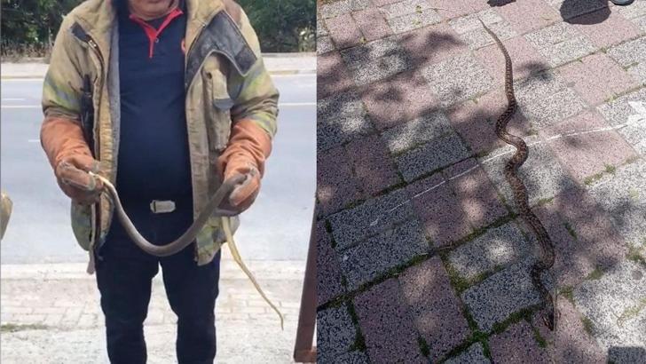 İstanbul'da sıcaklarla beraber yılanlar arttı! Uzman isim tehlikede olan 7 ilçeyi açıkladı