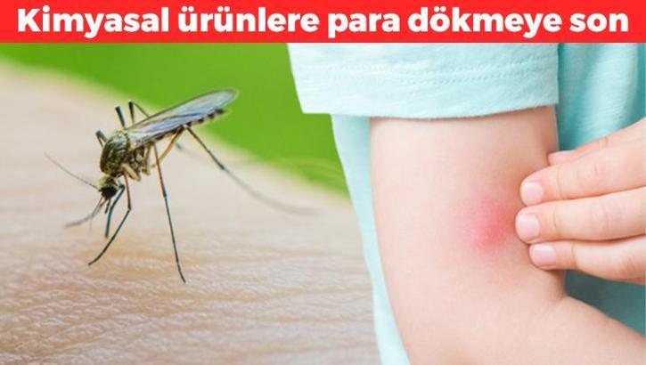 Doğal sinek kovucu görevi görüyor! Hem sinekleri kovuyor hem kaşıntıyı gideriyor: Kimyasal ürünlere para dökmeye son