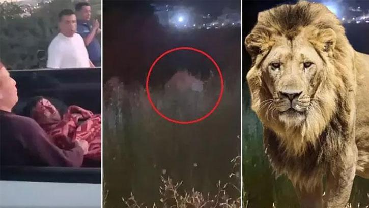 Antalya'da kafesinden kaçan aslan bir kişiyi ağır yaraladı: Her yerde aranıyor