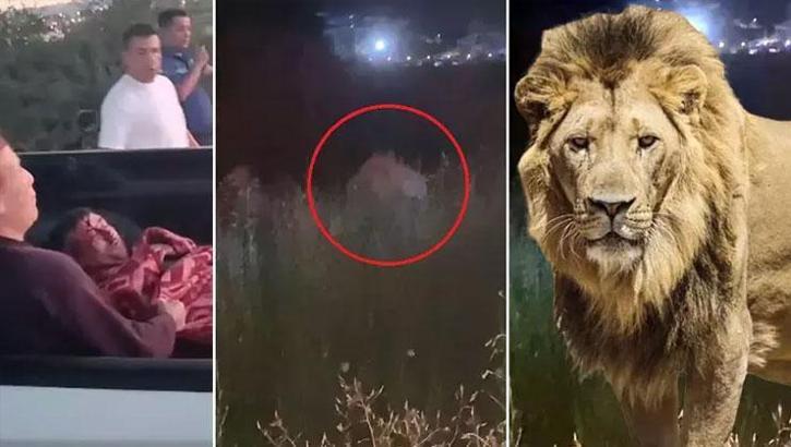 Antalya'da hayvan parkından kaçan aslan öldürüldü