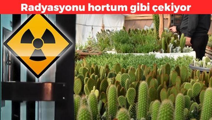 Radyasyonu hortum gibi çekiyor! Bütün odayı oksijenle dolduruyor: Masanızda bir adet bulundurun