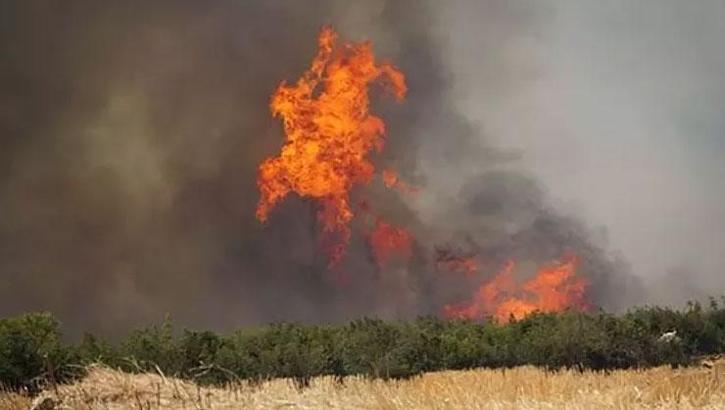 Tekirdağ'da anız yangını ormana sıçradı! Rüzgarın etkisiyle büyüdü