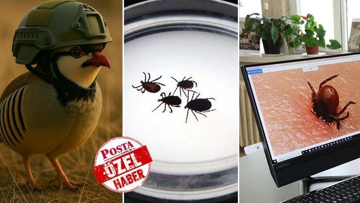 Sosyal medyada gördüğünüze inanmayın! Uzmanı uyardı: Meğer gerçek çok başkaymış, keneye karşı savaşta binlercesi doğaya salınıyor