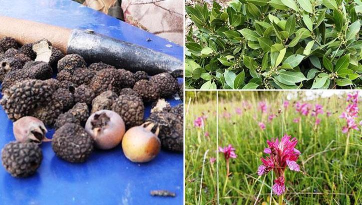 Ormanda yetişiyor, köylülere gelir kapısı oluyor! Yılda 70 kilo toplanıyor