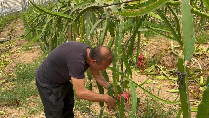 Tropikal meyveydi, şimdi yerli oldu! 150 liraya bu vitamin deposunu almak mümkün