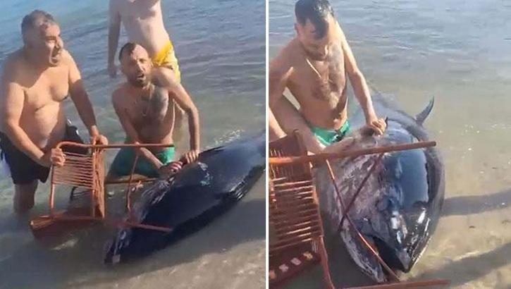 Kıyıya vuran orkinosu sandalyeyle karaya çekmeye çalıştılar!
