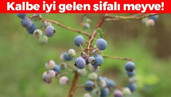 Kilosu 500 TL olan mavi mucize! Kan şekerini terazi gibi dengeleyip vücudu antioksidana boğuyor, avuç avuç yiyin!