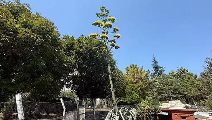 Beylikdüzü'nde görenler şaşkın! Bu sitede oturanlar çok şanslı