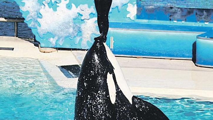 Yapay zeka aklımızla dalga geçiyor! Balina sahibini değil milyonları 'yedi'