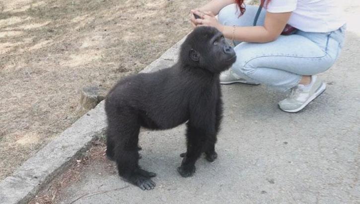 Yavru goril 'Zeytin' Nijerya yolcusu! Hazırlıklar tamamlanıyor