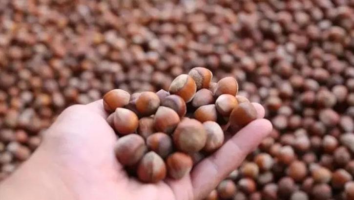 Ordu’da fındık kurutma mesaisi başladı