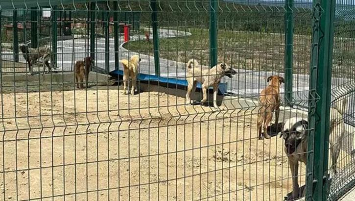 İstanbul Valiliği’nin talimatı sonrası sahipsiz hayvanlar toplanmaya başlandı