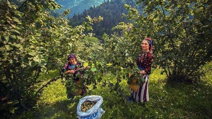 Fındık hasadında görünmeyen risk: Toz astım ve alerjiyi tetikliyor