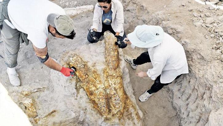 7.7 milyon yıllık 3 fil kafatası bulundu