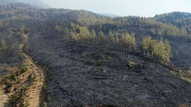 Muğla Köyceğiz’de ormanlar küle döndü