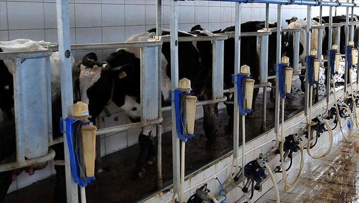 Rekabet Kurumu süt sektörünü mercek altına aldı: 'Süt karşılığı yem' baskısına uyarı