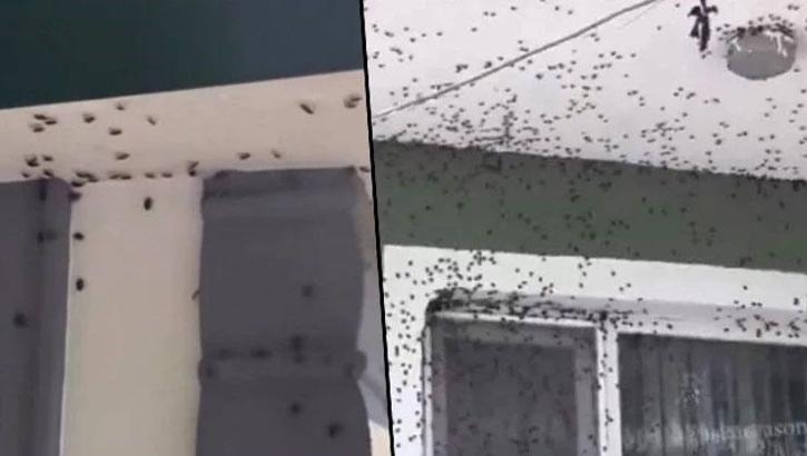 Havaların soğumasıyla evleri, arabaları istila ettiler: Bir mahalle diken üstünde: 'Son iki gündür her yerde karşımıza çıkıyor'