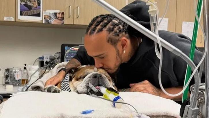 Hamilton'a kötü haber! Köpeği komada, son durumunu paylaştılar