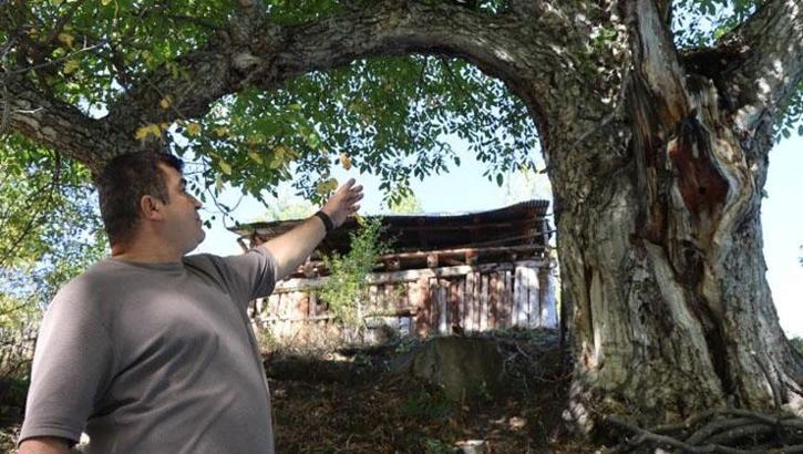 620 yıllık ceviz ağacında geleneksel hasat!