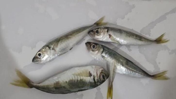 Gördüklerine inanamadılar! Poşetin içinden çıkan şey şaşırttı